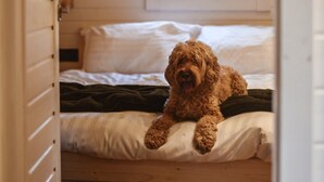 A dog on a bed with a window in the background.