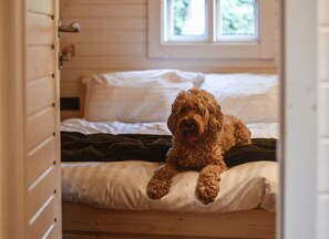 Un chien est allongé sur un lit, avec une fenêtre en arrière-plan.