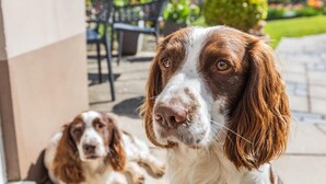 Een hond met een wit en bruin vacht zittend op een veranda met een betegelde vloer en een stoel op de achtergrond.
