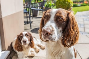 A dog with a white and brown coat sitting on a porch with a tiled floor and a chair in the background. - 1 Bed in Ilfracombe (oc-c30176) (Ilfracombe)