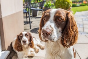 Pet-friendly - 1 Bed in Ilfracombe (oc-c30176) (Ilfracombe)