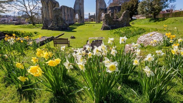 A historic stone structure with arches, surrounded by a grassy field with daffodils. - 1 Bed in Queen Camel (oc-c30506) (Queen Camel)
