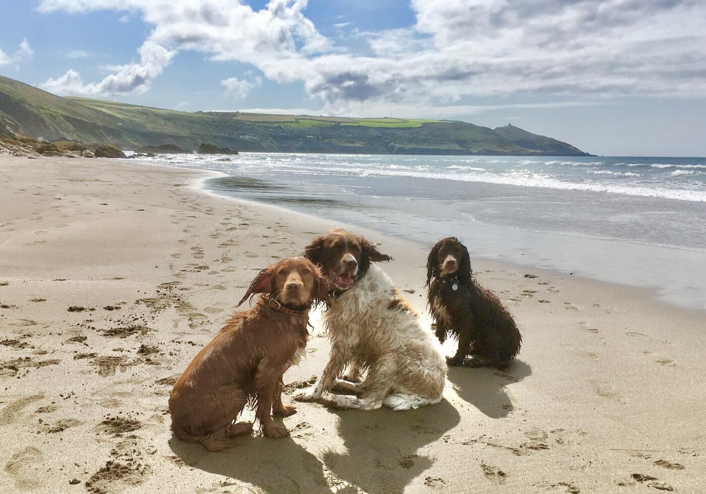 Trois chiens sur une plage de sable, avec vue sur l’océan et des collines en arrière-plan.