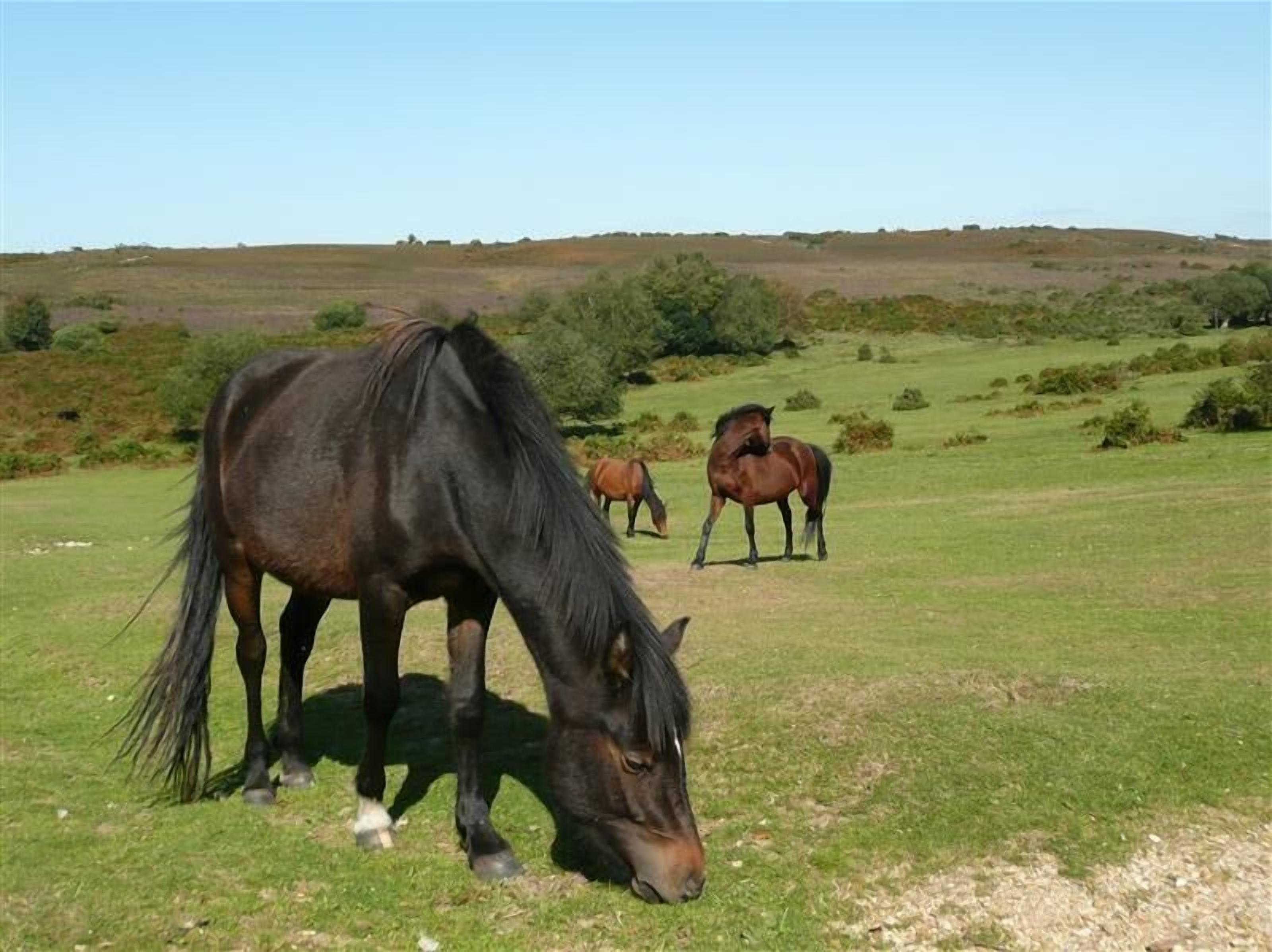 Ein Pferd grast auf einer grünen Wiese unter blauem Himmel.