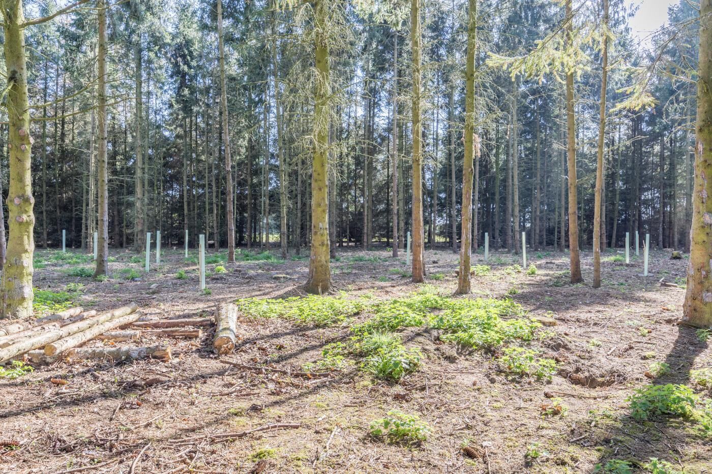 A forest with tall trees and a cleared area with logs.