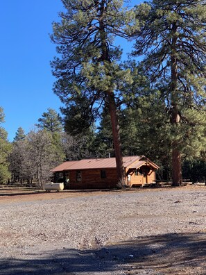A cabin with a metal roof, surrounded by tall pine trees.