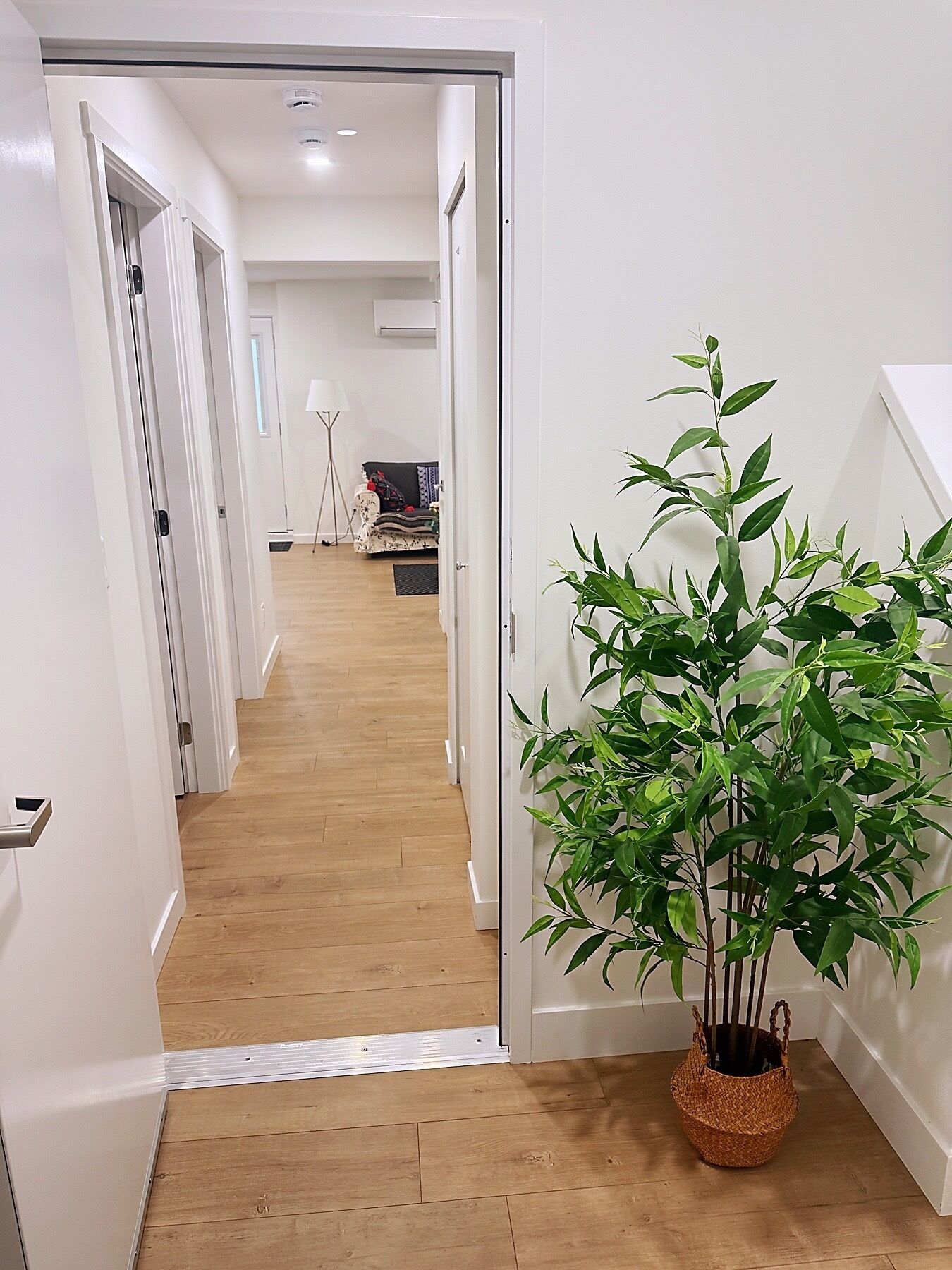 A hallway with wooden flooring, a potted plant, and a white wall.