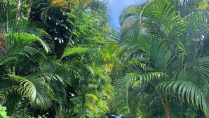 A narrow dirt path flanked by dense tropical foliage, leading towards a distant blue structure. - Tropical Getaway North Shore Princeville Studio (Princeville)