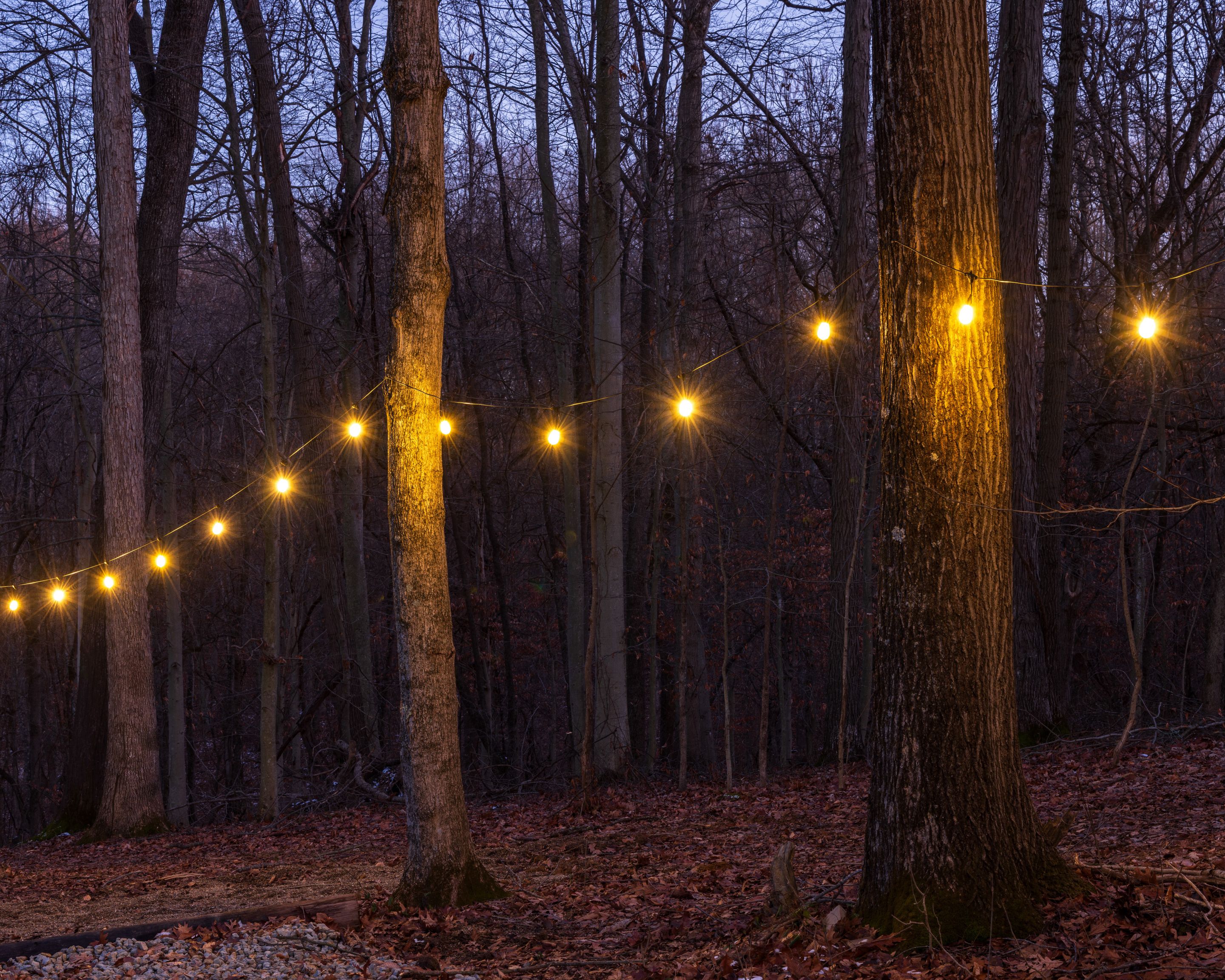 Un bosque con luces colgantes entre los árboles.