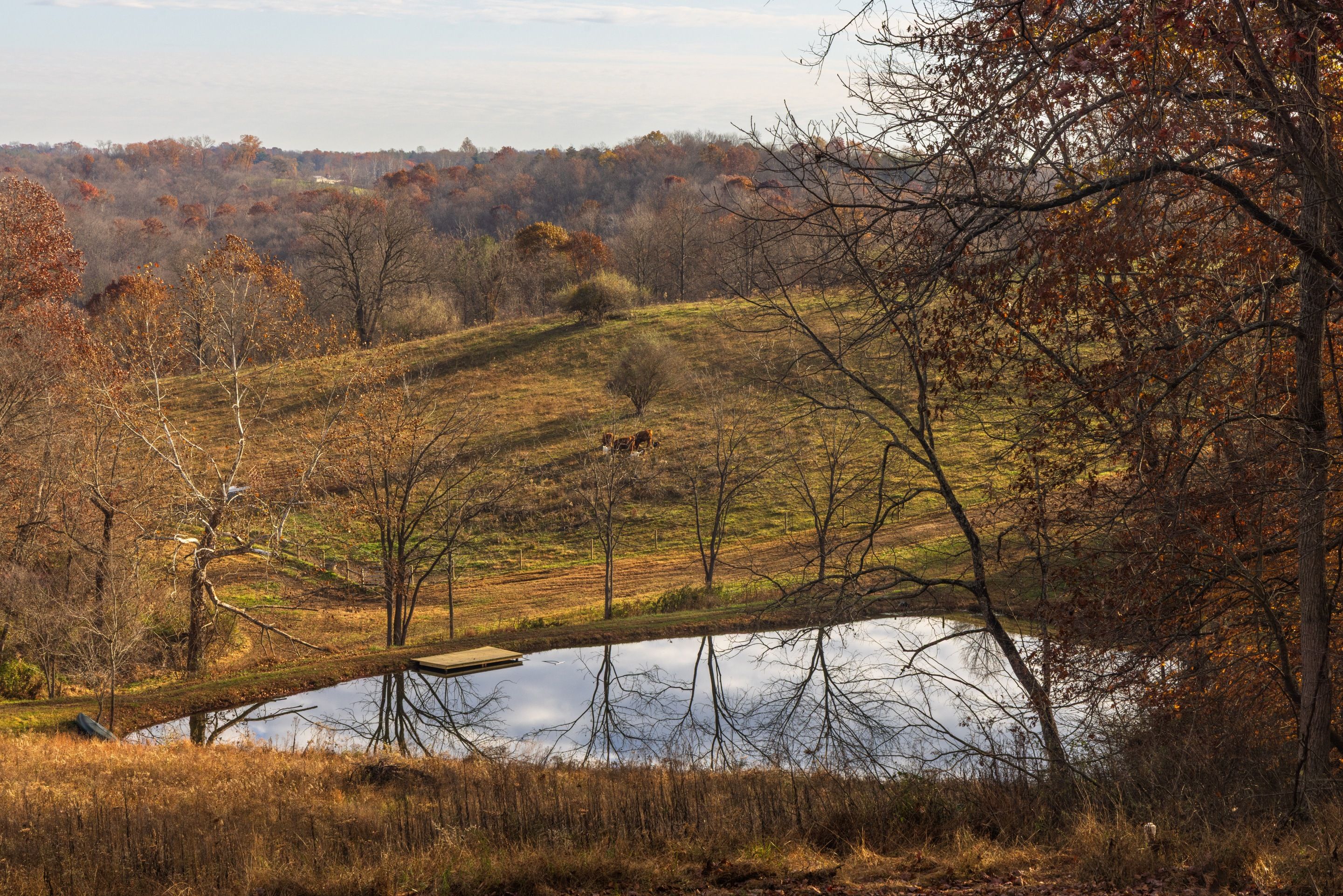A natural landscape with a pond, trees, and a hill.