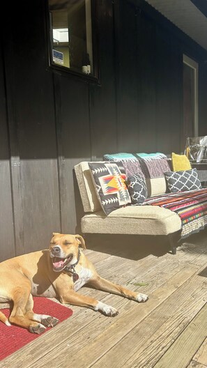 A dog lying on a wooden deck in front of a house with a dark exterior wall and a window. - 🌿 Coastal Cabin Retreat — Walk to Bethells Beach, Café & Freshwater Lake 🌞 (Te Henga (Bethells Beach))