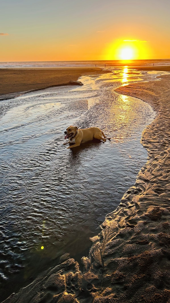 Beach - 🌿 Coastal Cabin Retreat — Walk to Bethells Beach, Café & Freshwater Lake 🌞 (Te Henga (Bethells Beach))