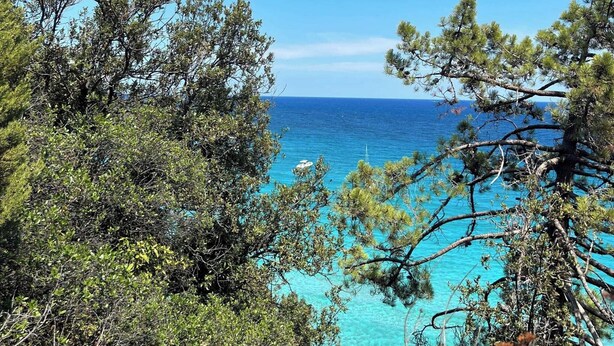 Vista costera con densos pinos y un mar azul transparente.