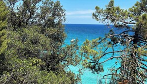 A coastal view with dense pine trees and a clear blue sea. - Villa "Ô Bord de Mer (Conca)