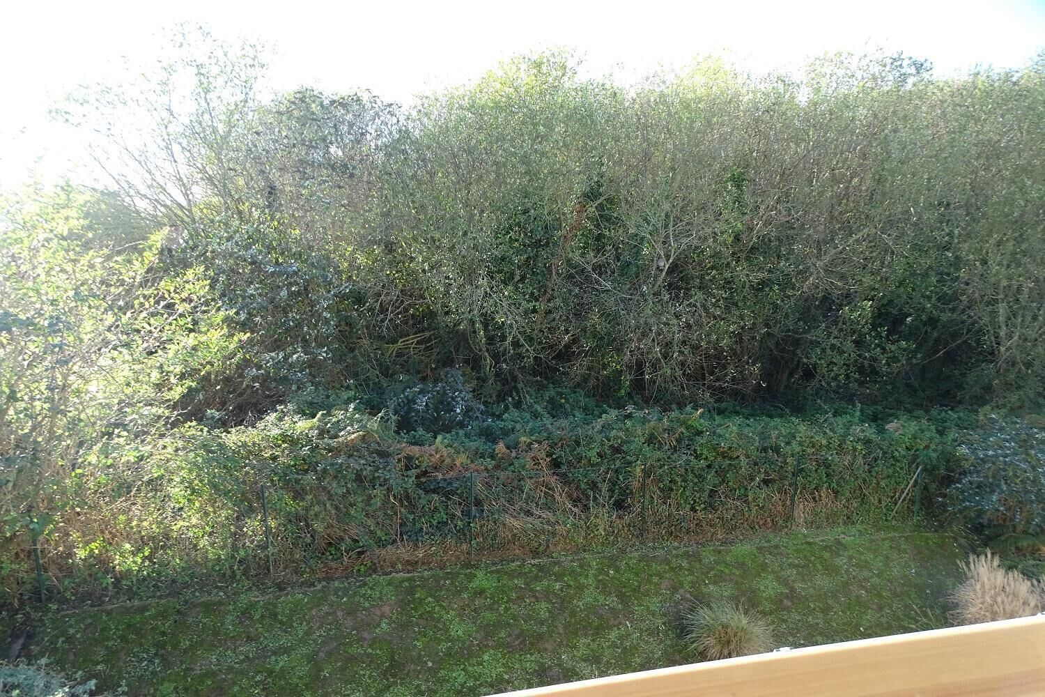 A dense thicket of various shrubs and trees, with a grassy area in the foreground.