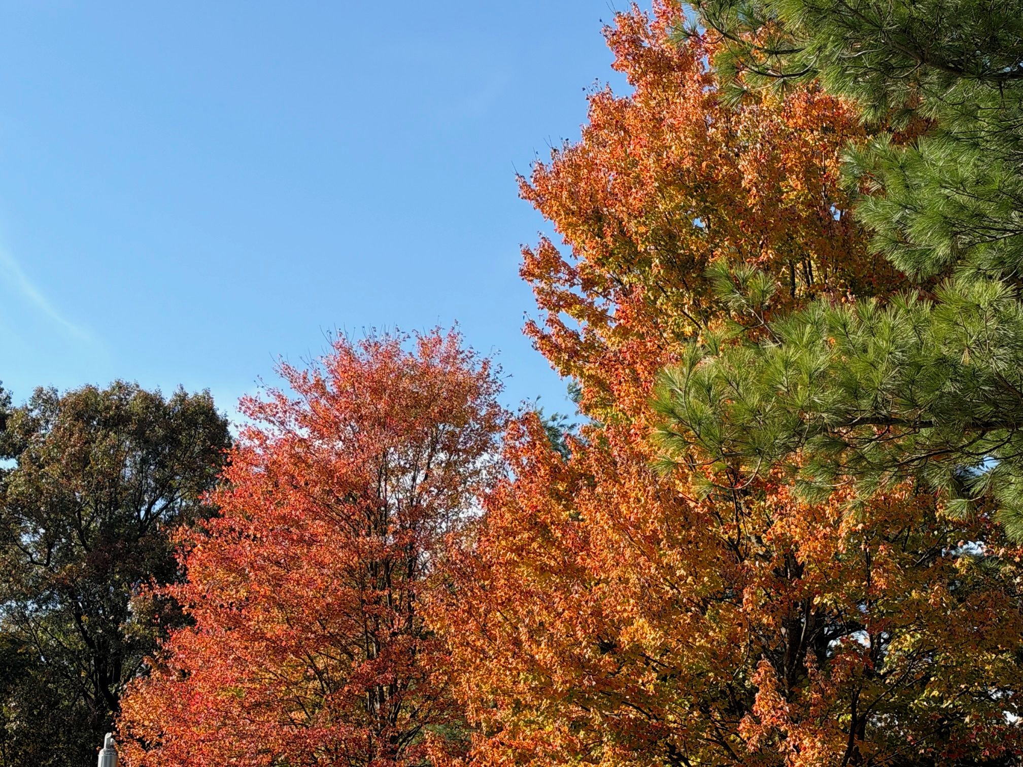 A dense forest with a variety of trees displaying autumn foliage.