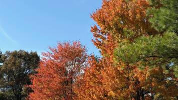A dense forest with a variety of trees displaying autumn foliage.