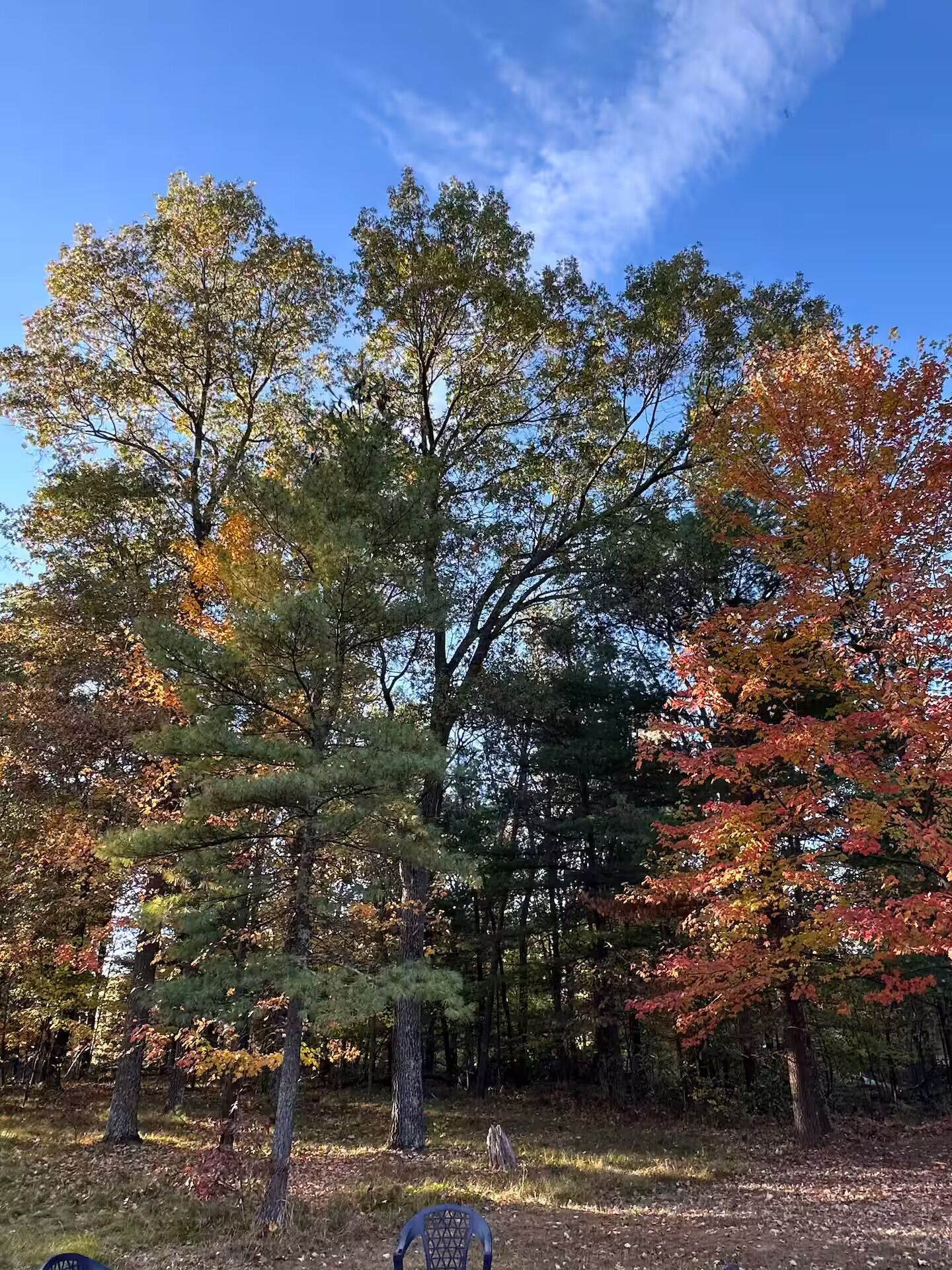 A forest with various trees, including some with autumn leaves.