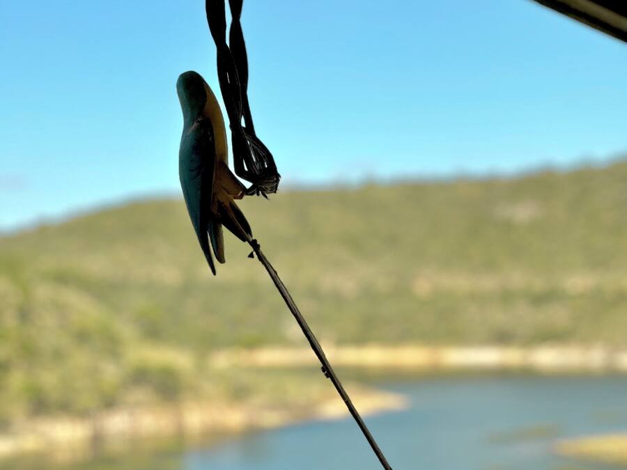 Un pájaro posado en una caña de pescar, con un paisaje borroso al fondo.