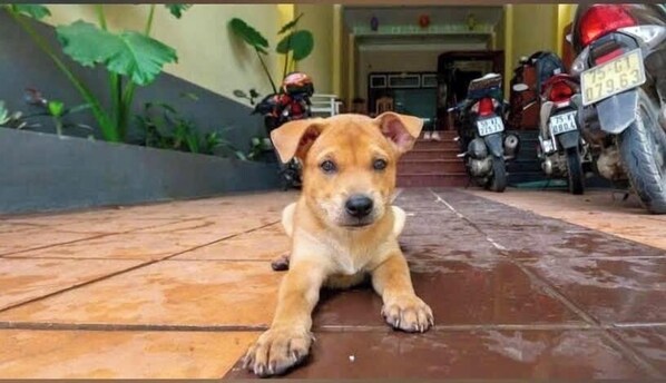 A puppy lying on a wet tiled floor with a motorcycle and a scooter parked in the background.