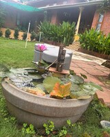 Un estanque en un jardín con una flor de loto, rodeado por una cuenca de piedra, con una casa de ladrillo y vegetación al fondo.