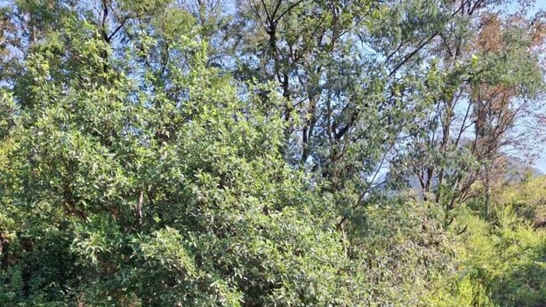 A house surrounded by dense foliage and trees. - Junegiri Farms & Homestay (Rishikesh)