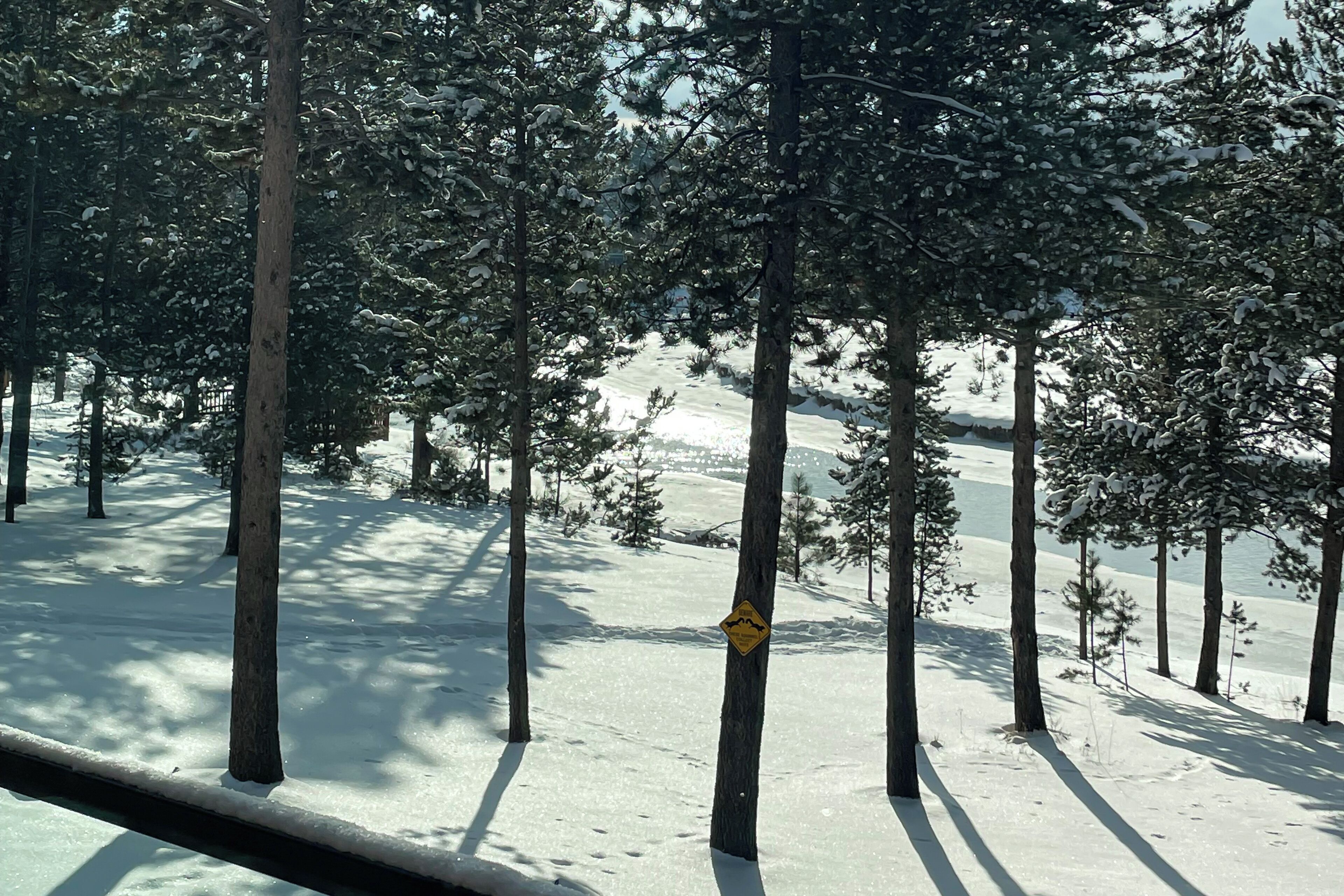 A snowy forest with a clear path and a yellow sign on a tree.