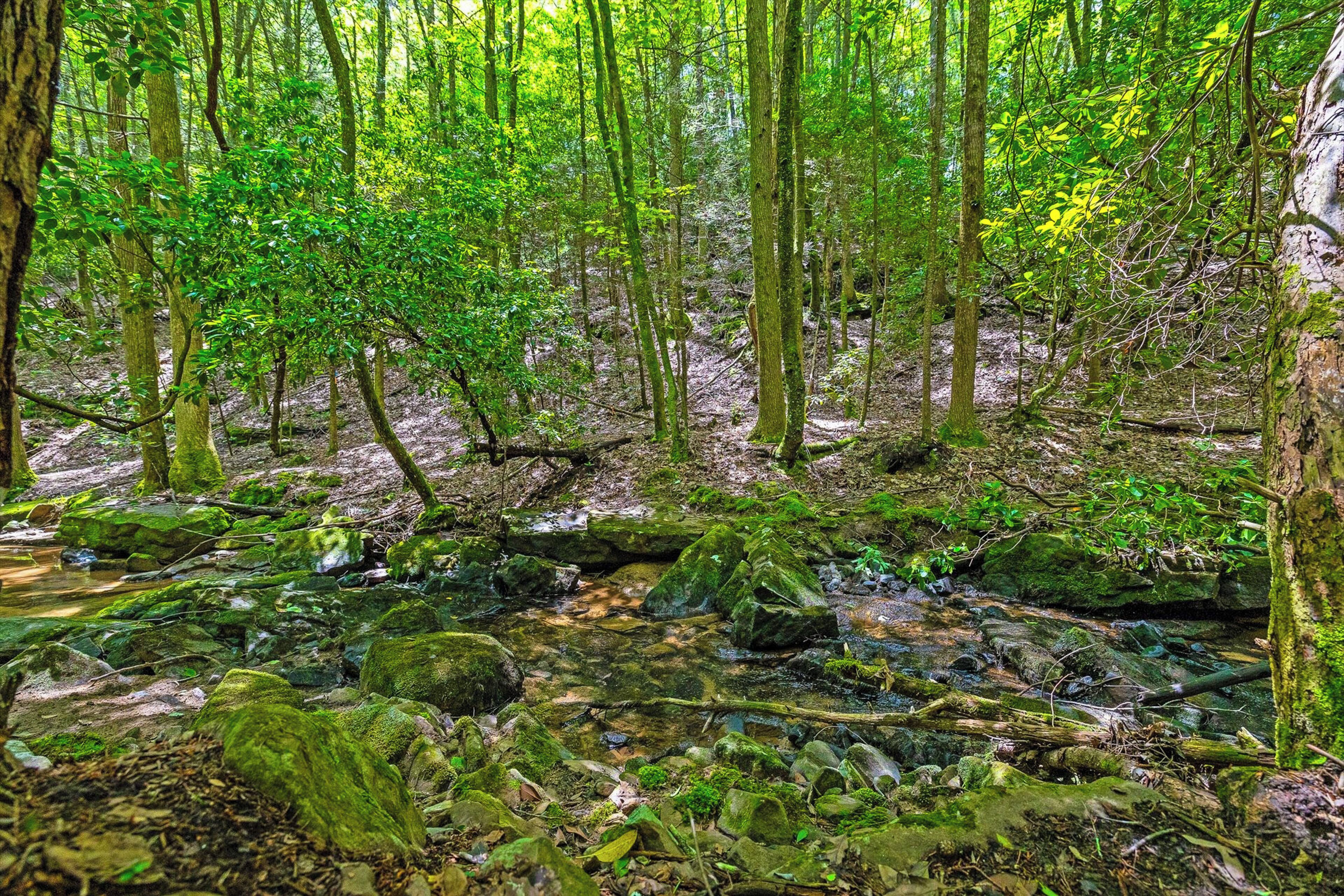 Un área boscosa con un arroyo y rocas.