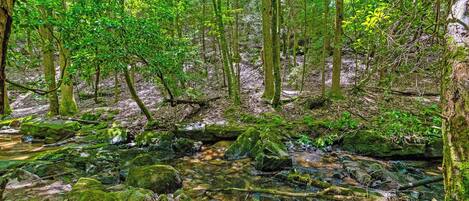Un área boscosa con un arroyo y rocas.