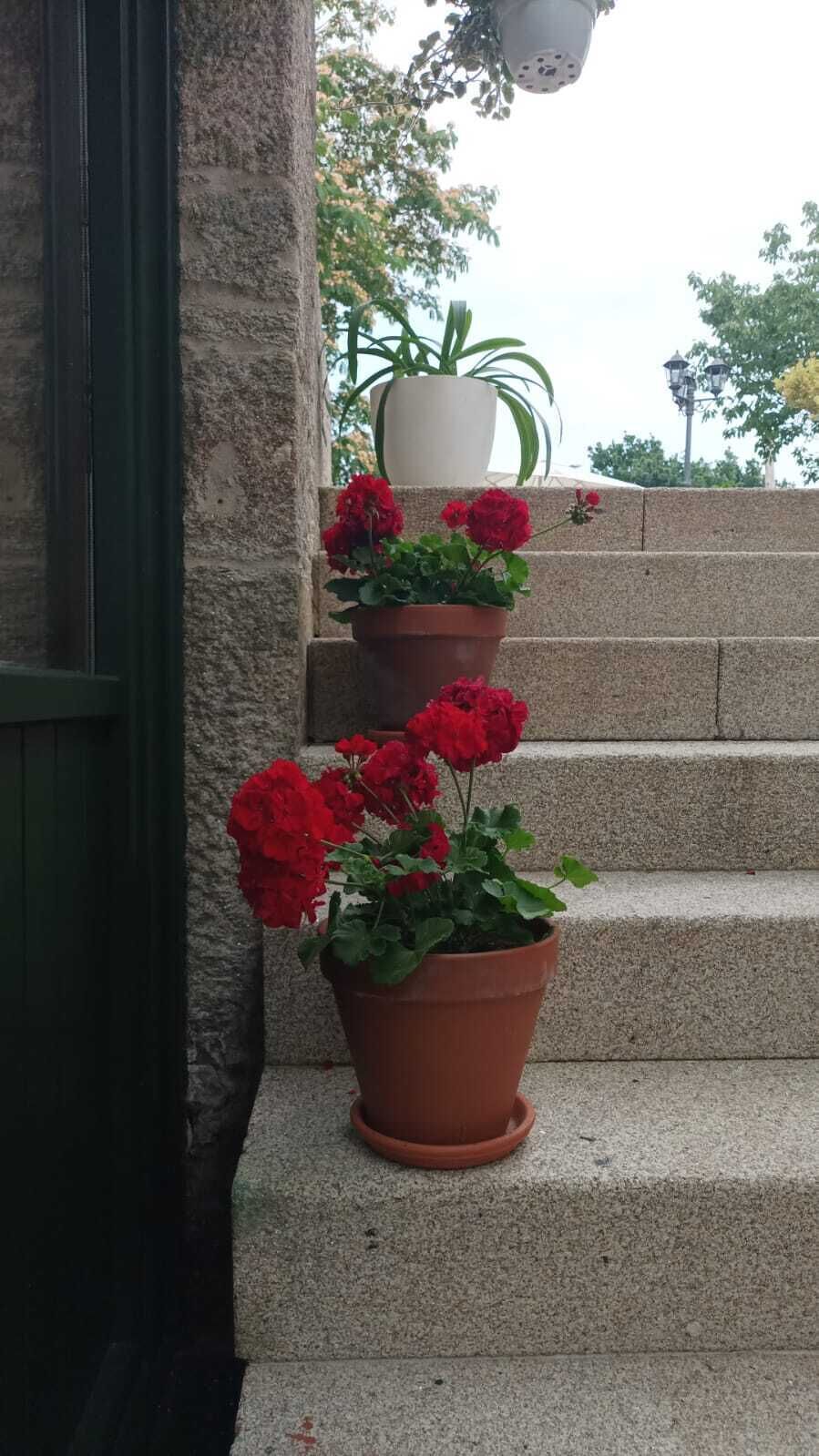 A set of stone steps with potted geraniums and a white pot on the top step.