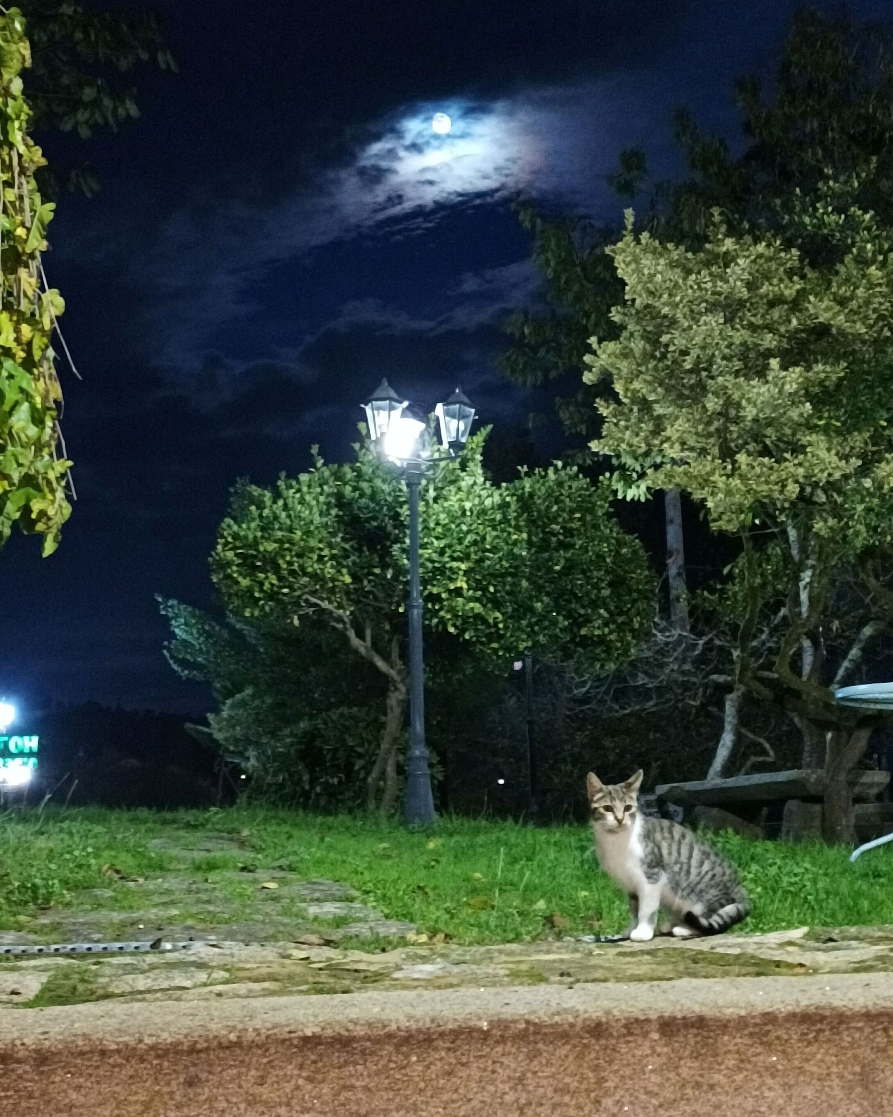 A cat sitting on a stone ledge near a street lamp at night.