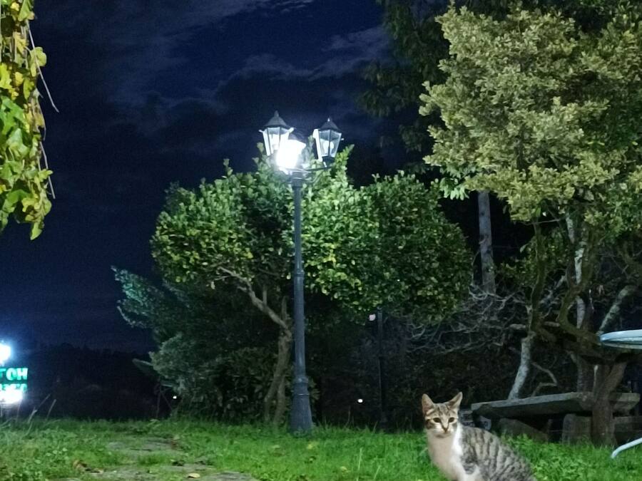 Un gato sentado en un borde de piedra cerca de una farola por la noche.