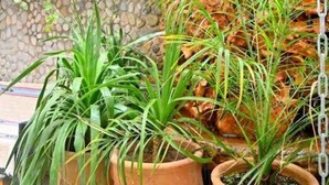 Terracotta pots with green plants, a stone wall, and a rocky wall.