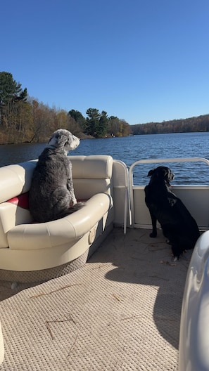 Property grounds - Wisconsin River Getaway. Large yard and shoreline. Pet friendly. (Merrill)