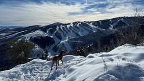 En hund står på et snedækket bjerg med en klar himmel og sol i baggrunden.
