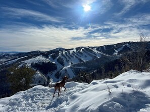 A dog standing on a snow-covered mountain with a clear sky and sun in the background. - Après Ski - 3-bedroom home in Park City, pet friendly, 3+ miles from the resort. (Park City)