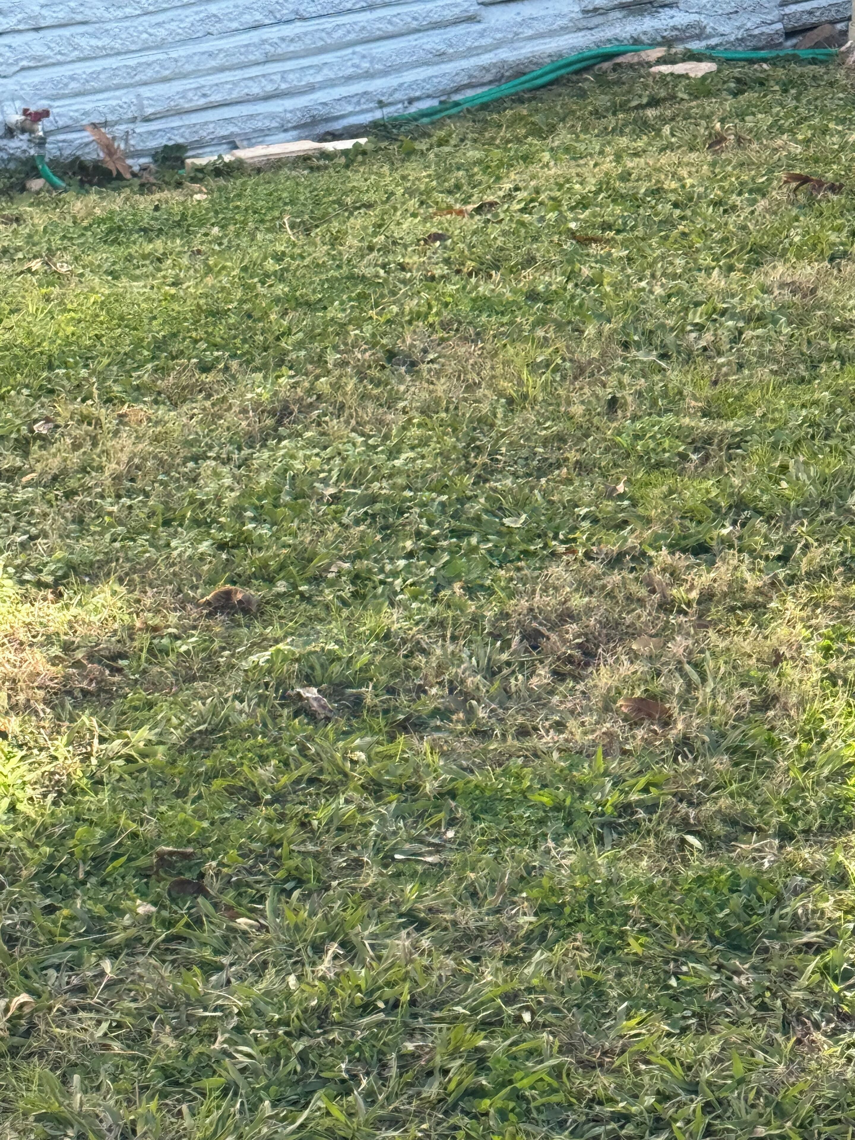 Ruohikkoalue, jossa on letku ja taustalla seinä.