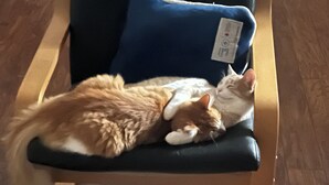 En katt som vilar på en stol med en blå kudde.