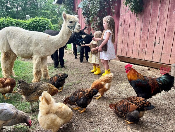 Miscellaneous - Alpaca Farm, Japanese Garden, Family Friendly
3-bedroom bed & breakfast (Spotsylvania Courthouse)