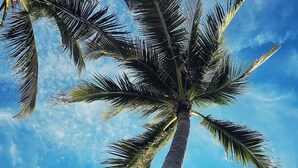 A tall palm tree against a clear blue sky. - 4 Amigos - Seaview Room OLITA, 5 min to the beach, pool, private bathroom (El Zonte)