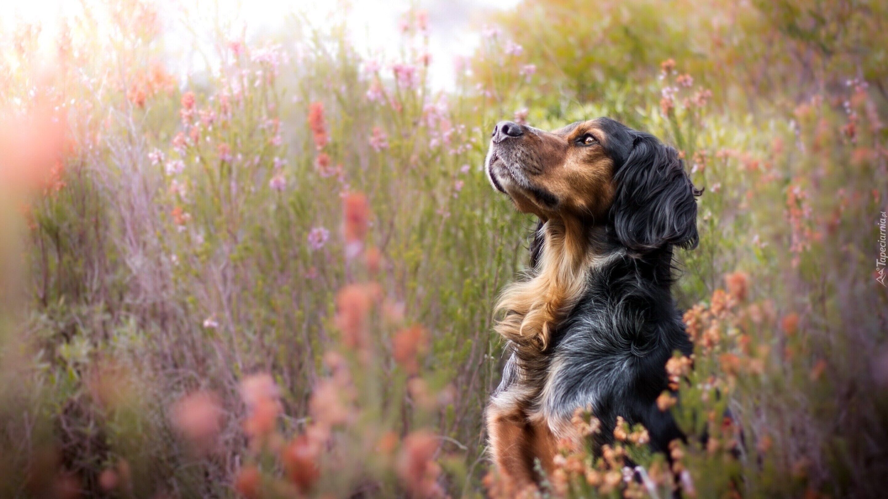 A dog in a field with tall grasses and flowers.