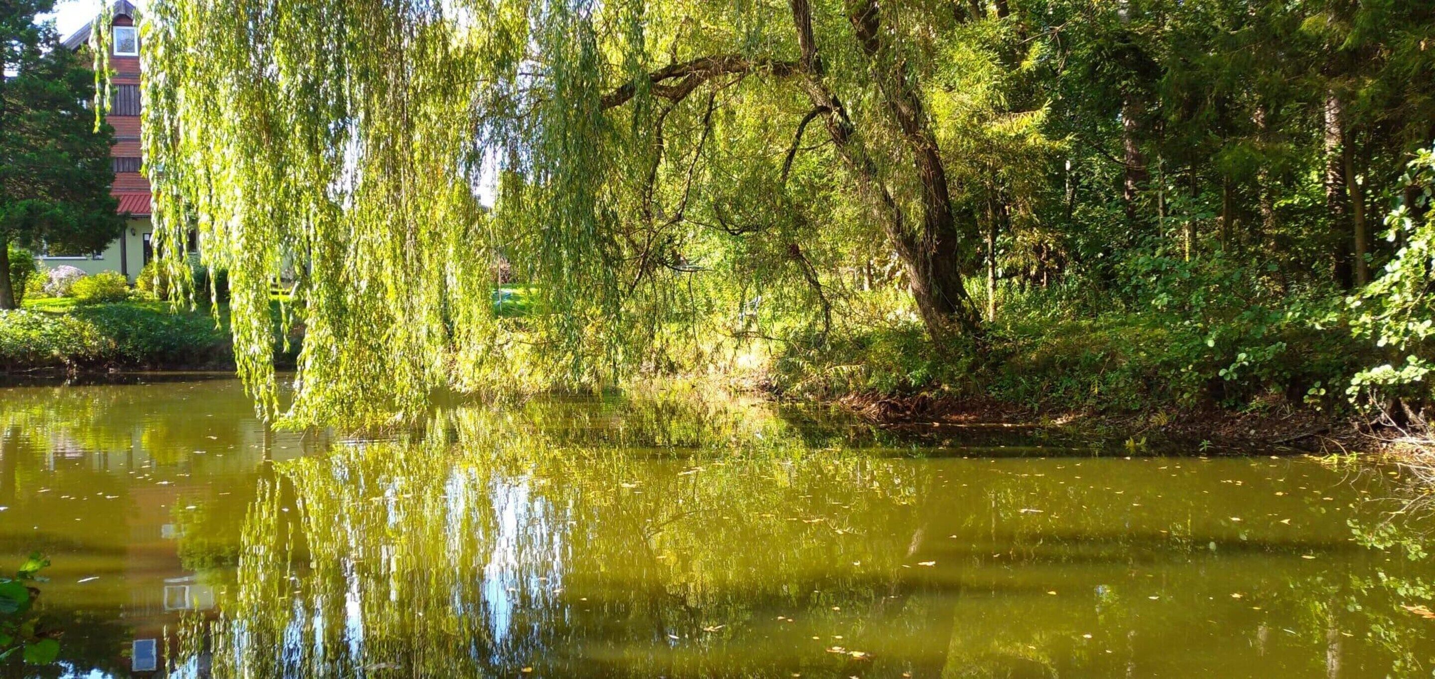 منزل | حديقة