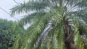 Un giardino curato con una palma, felci e un'auto rossa parcheggiata nelle vicinanze.