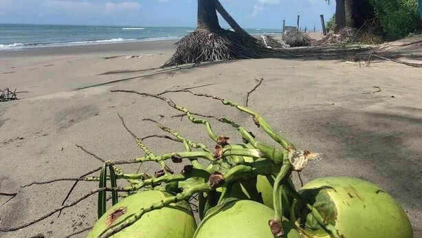 A beach with coconut palms and a pile of coconuts on the sand. - Heaven beach Resort Saint Martin (Saint Martin's Island)