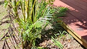 A covered outdoor area with a wooden deck, surrounded by lush greenery including palm trees and other tropical plants.