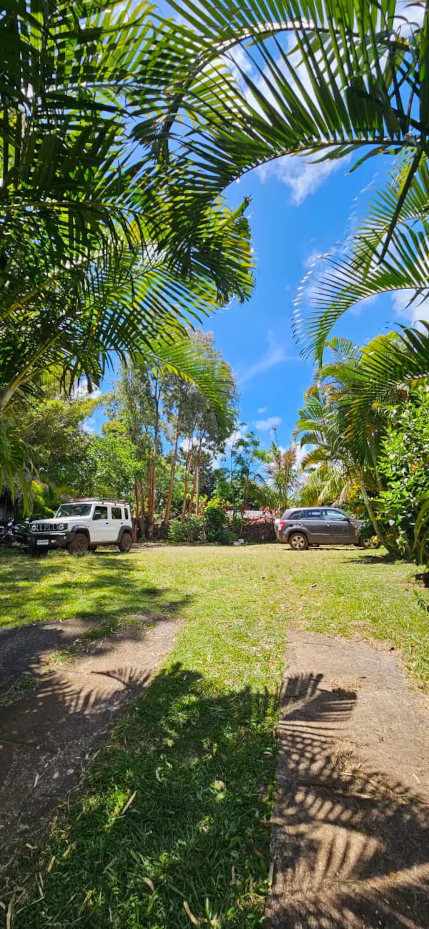 Un jardin luxuriant avec un sentier de terre, des palmiers et deux voitures garées.