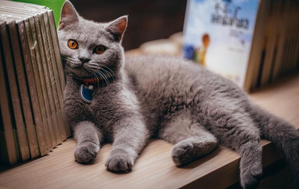 A cat lying on a wooden surface with a collar.