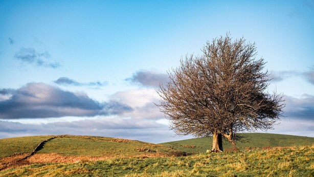 A single tree on a grassy hill with a clear sky. - Craignair -  a house that sleeps 4 guests  in 2 bedrooms (Castle Douglas)