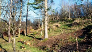 A forested area with a prominent tall tree in the center, surrounded by smaller trees and grassy terrain. - Craignair - a house that sleeps 4 guests in 2 bedrooms (Castle Douglas)