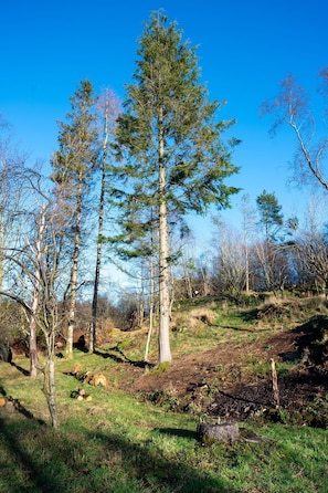 A forested area with a prominent tall tree in the center, surrounded by smaller trees and grassy terrain. - Craignair -  a house that sleeps 4 guests  in 2 bedrooms (Castle Douglas)